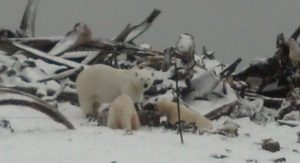Adult polar bear and two cubs at a whale bone pile in Kaktovik, AK