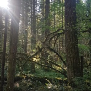 Light filters through trees in Oregon State Park